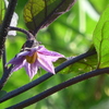 P1350961　茄子の花
