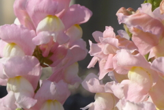 P1220296　キンギョソウ