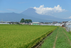 P1240554　9月9日 富士山と田んぼ