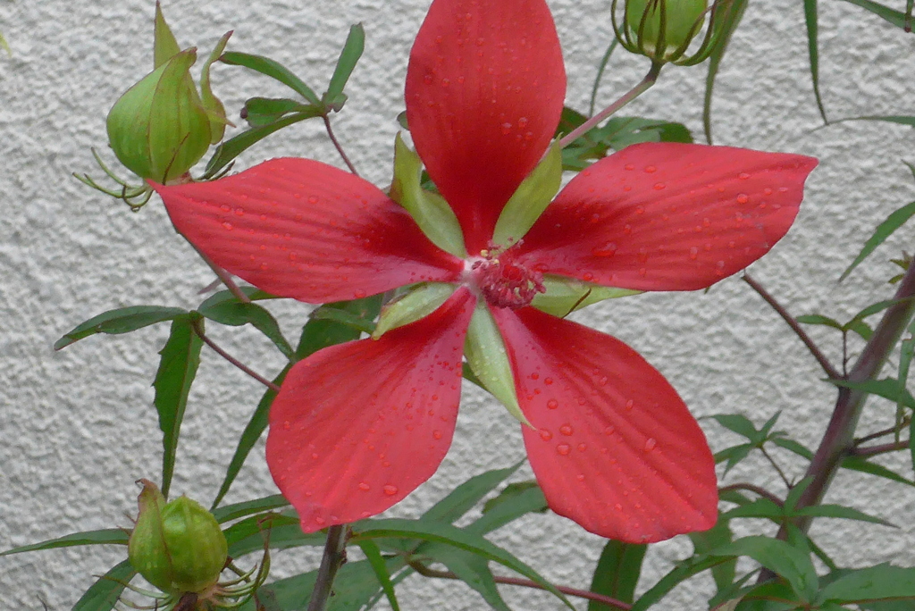 P1240074　紅葉葵