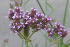 P1380823　野の花