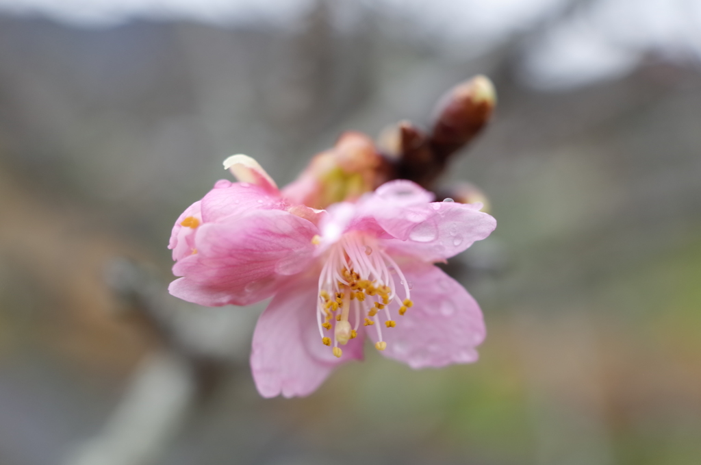 R0353402　雨上がりに