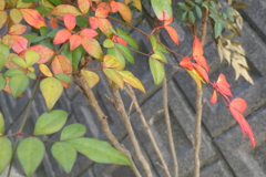 P1081010　カラフル