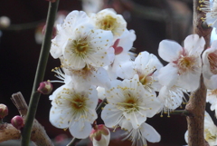 P1370397　白梅