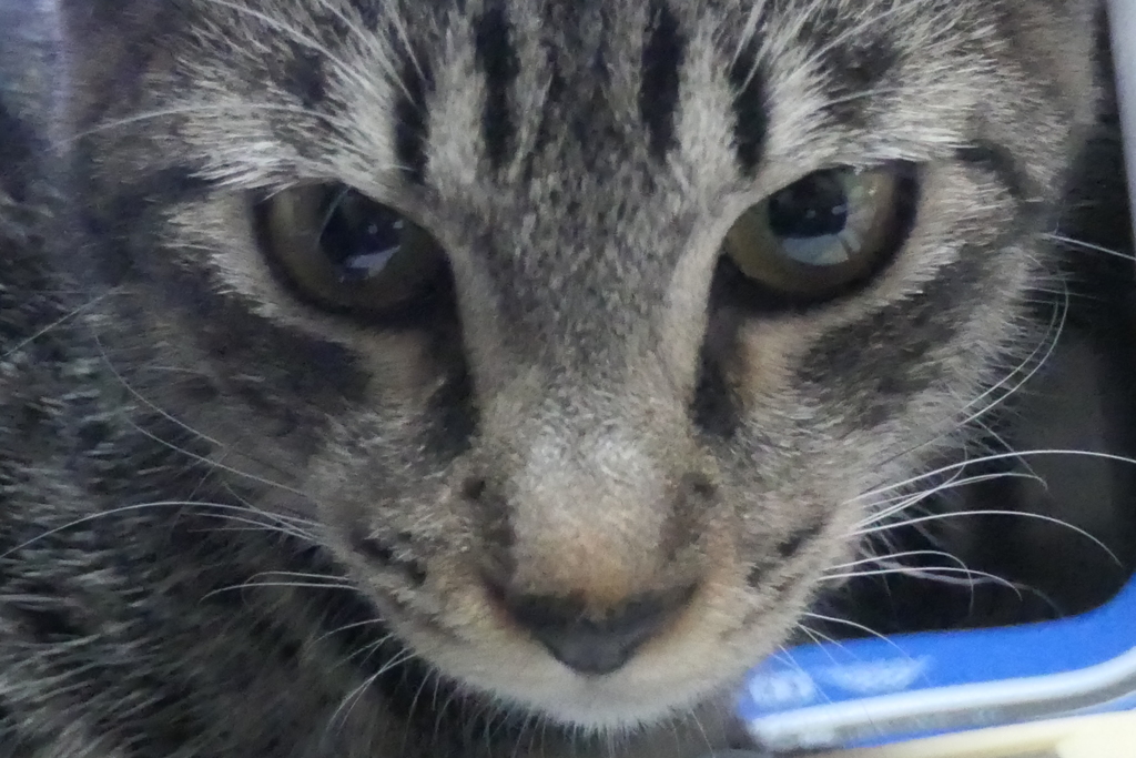 P1080809　野生の影