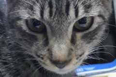 P1080809 野生の影 P1080809 野生の影