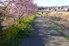 P1350001　春の散歩道