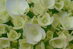 P1090751　あじさい