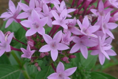 P1330682　願い事（花言葉）