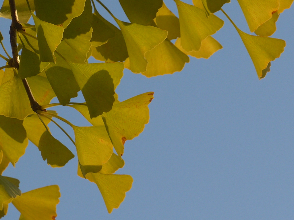 P1120120　秋色…
