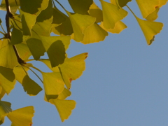 P1120120　秋色…