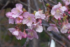 P1290331　河津桜