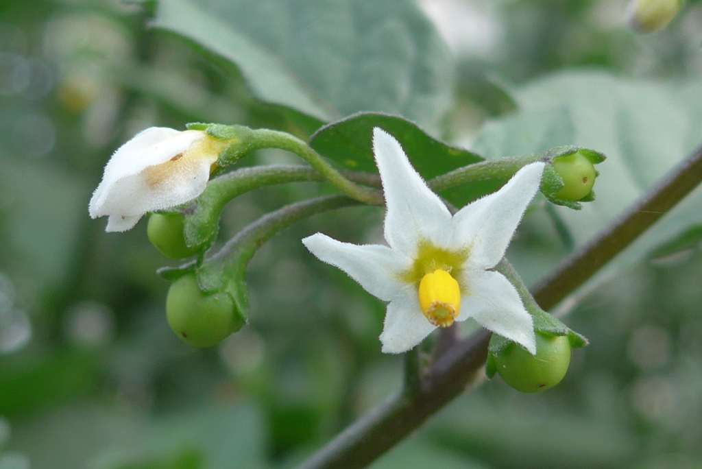 P1270160　イヌホオズキの花