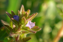 P1200145　野の花