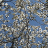 白い桜
