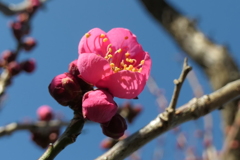 P1000679　紅梅