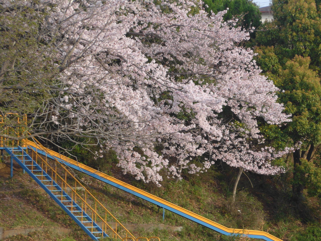 P1080227　小学校と桜