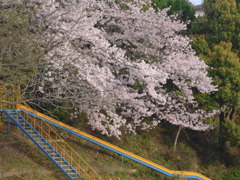 P1080227　小学校と桜