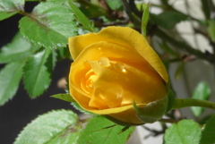 P1300169　ミニバラ
