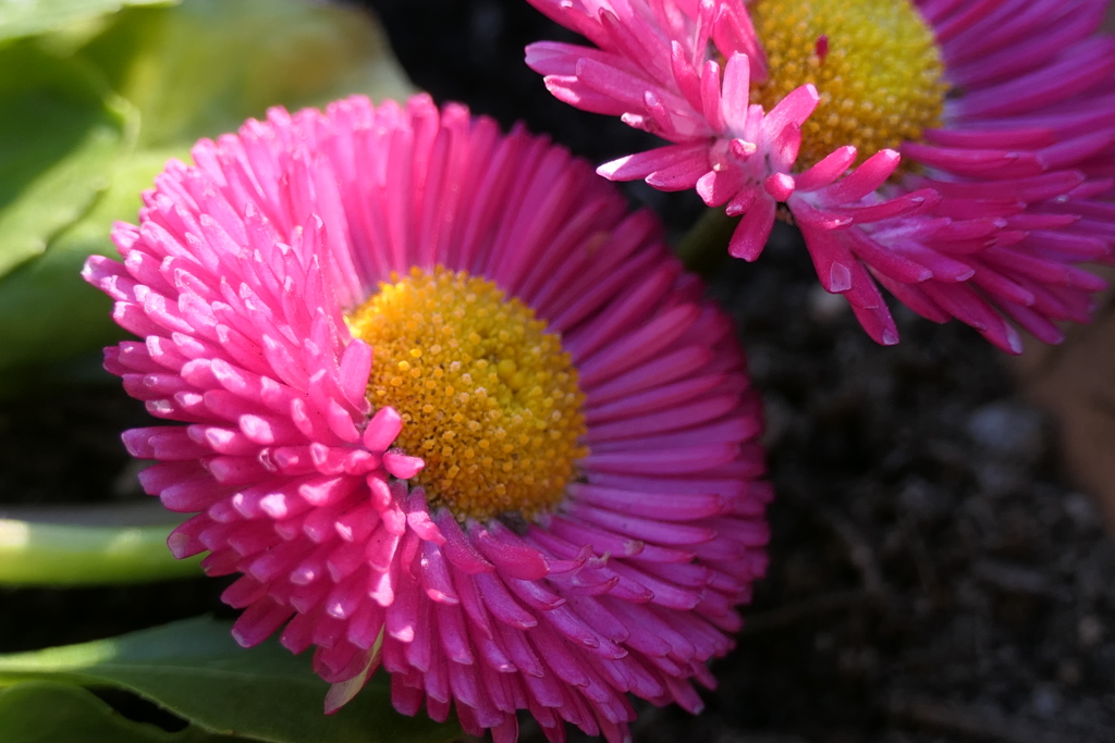 P1023385　平和（花言葉）