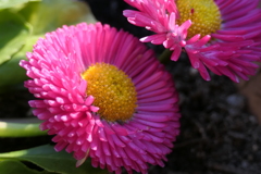 P1023385　平和（花言葉）