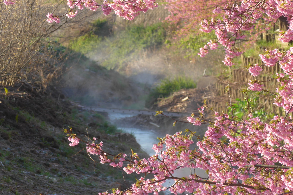 P1200330　清流と河津桜