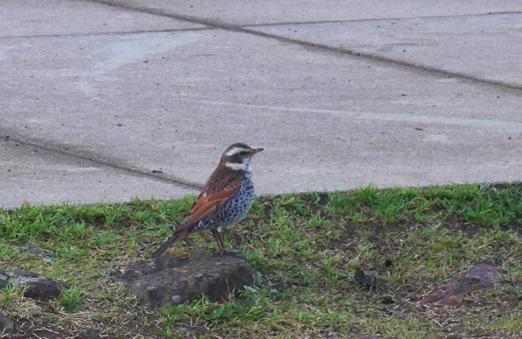 P1210143　鳥さん