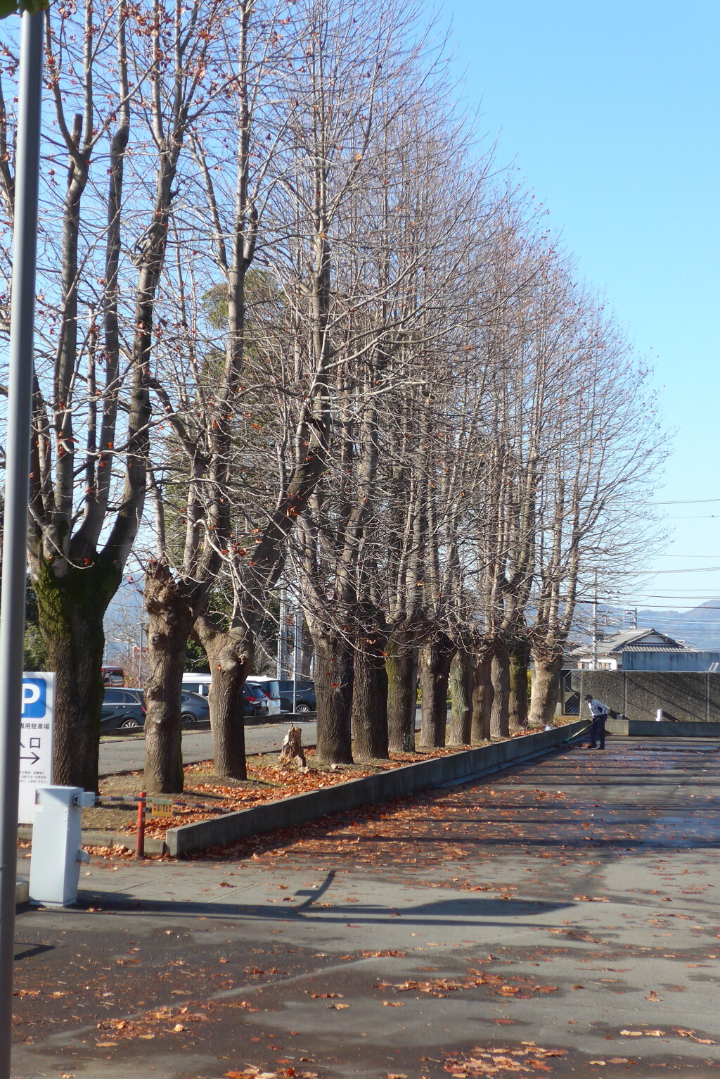 P1390295　冬木立