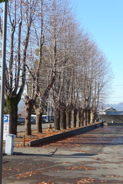 P1390295　冬木立