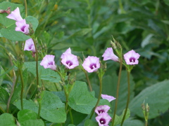 P1180449　可愛い野の花