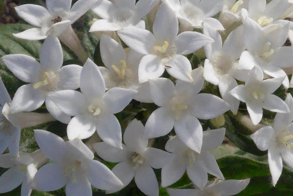 P1230458　ペンタス