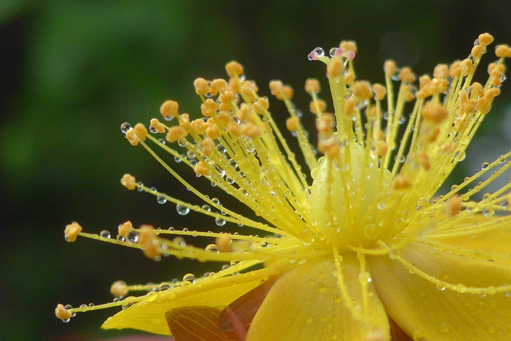 P1090720　雨の日に…