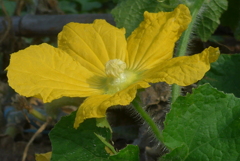 P1270808　野菜の花