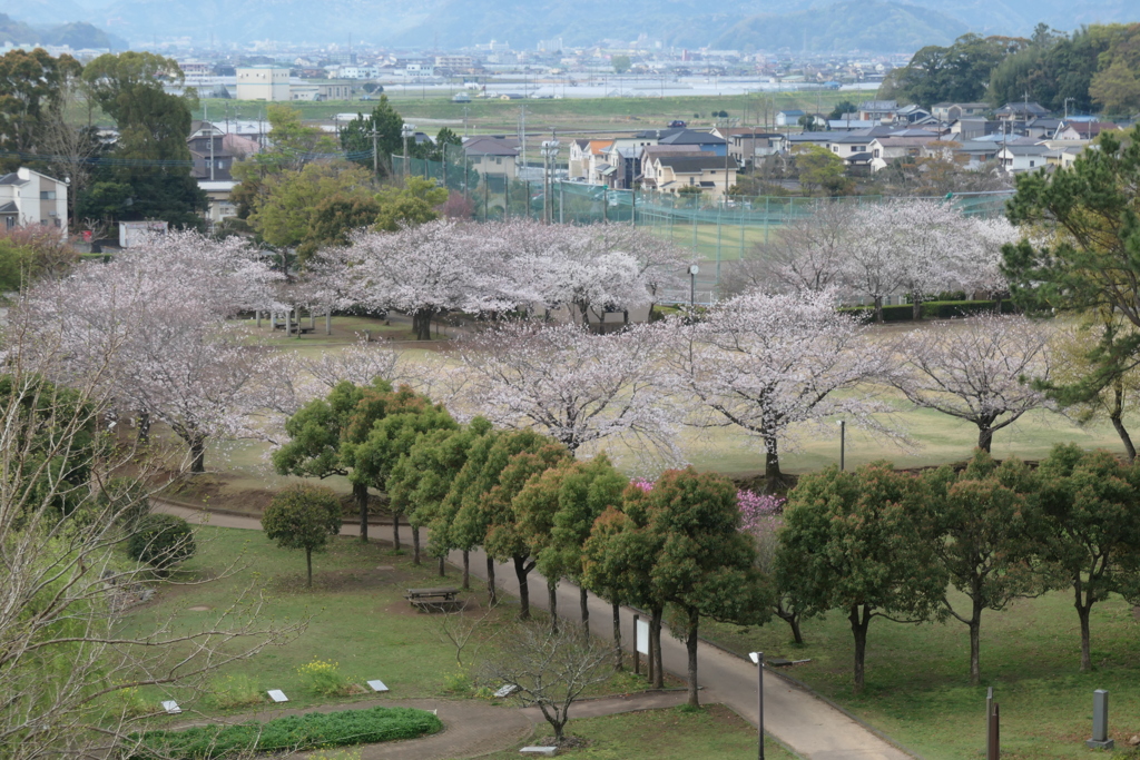 P1035406　桜咲く公園