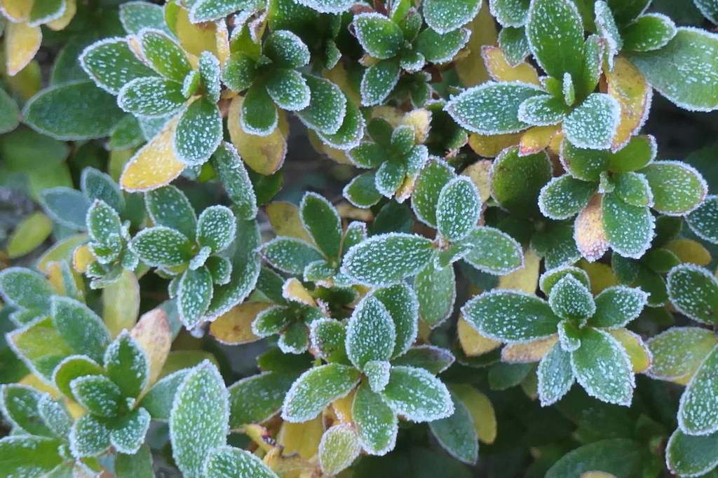 P1081033　霜飾り