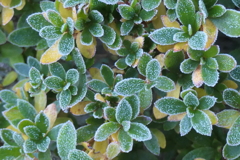 P1081033　霜飾り