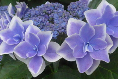 P1380766　コンペイトウ