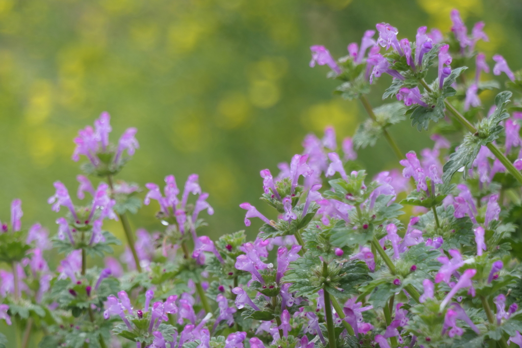 P1035286　春の野の花
