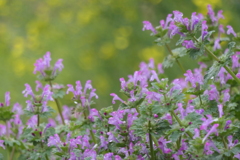 P1035286　春の野の花