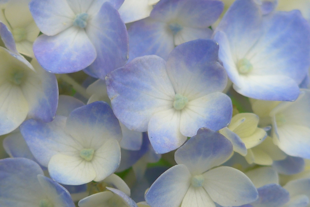 P1150985　フレッシュブルー