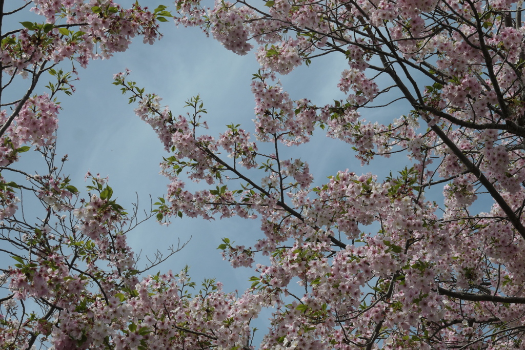 P1057947　大島桜