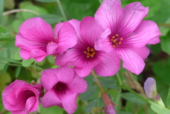 P1260848　路傍の華
