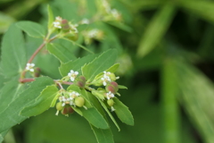 P1046848　小っちゃい小っちゃい花