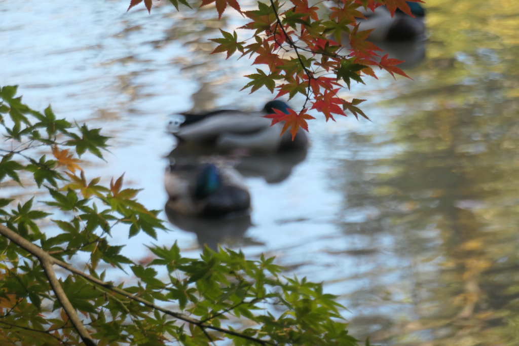 P1069607　水辺のモミジ