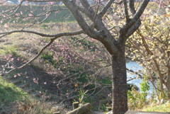 冬の桜が咲く川辺