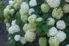 P1270814　アナベル