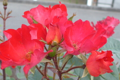 P1150581　熱い心