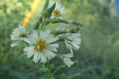 P1024418　路傍の花