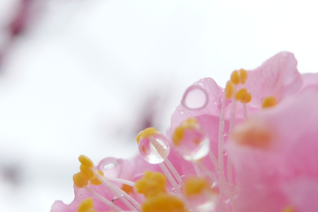 P1130971　雨上がりに