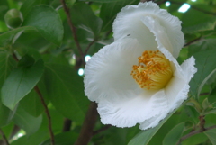 P1360175　夏椿